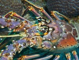 Spiny Lobster IMG 4784